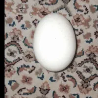 تخم اردک اسراعیلی