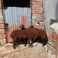 ۳راس بره درجه یک ۲نر ۱ماده