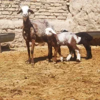 میش دوقلوزا ،میش بره دار ، گوسفند بره قوچ
