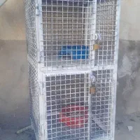 جفتگاه کبوتر