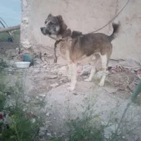 سگ خراسانی نر