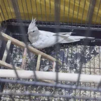عروس هلندی مرغ عروس