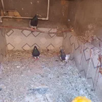 کبوتر