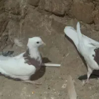 طوقی|پرنده|آران و بیدگل, |دیوار