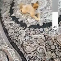 سگ پامر|سگ|کرج, عظیمیه|دیوار