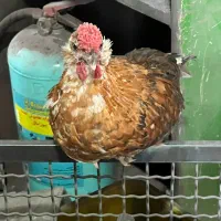 مرغ و خروس لاری