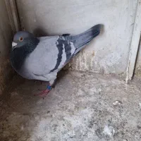 کبوتر مسافتی پلاکی