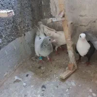 همه قریب هستن