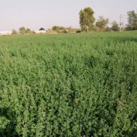 پرس یونجه خشک