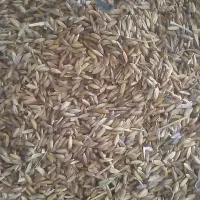 دریسیه|خدمات باغبانی و درختکاری|شادگان, |دیوار