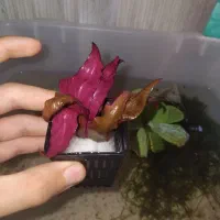 گیاه اکواریوم ماهی الترا قلمه چند برگ