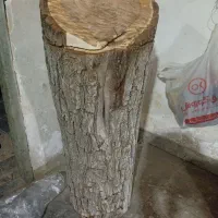 تنه درخت گردو کهنسال