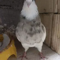 فروش طوقی درجه ۱