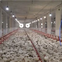 استخدام نیروی کار وارد مرغداری