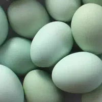 مولد مرغ و خروس لاکندزی اصیل (گوشت سیاه، تخم سبز)