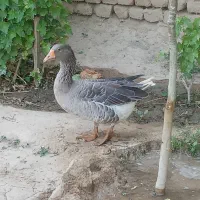یه عدد غاز ماده تخم گذار