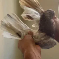 ۳۰طوق کفتر