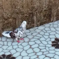 کبوتر