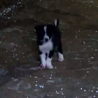 واگذاری سگ نگهبان