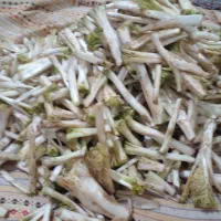 کنگر|گل و گیاه طبیعی|فرخ‌شهر, |دیوار