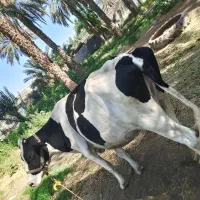 گاو|حیوانات مزرعه|جیرفت, |دیوار