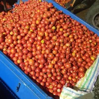 حمل گوجه ربی