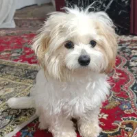 سگ تربیت شده نژاد افغان