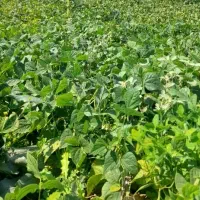 لوبیا سبز تازه و درجه یک