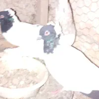کفترکبوتر