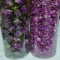 غنچه گل‌محمدی