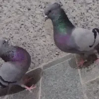 کفتر سبز کاغذی کاکلی