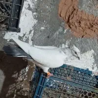 کبوتر