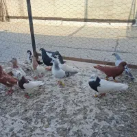 ۱۳عدد زنگی اس به شرط پرش