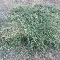 فروش یونجه