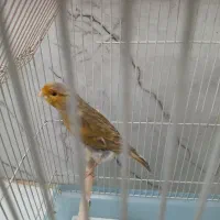 قناری نر بخون