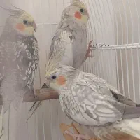 عروس گل باقالی