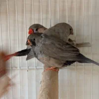 شارکول بلک
