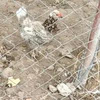 مرغ گلین با جوجه بوقلمون