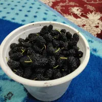 توت