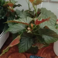 گل و گیاه طبیعی