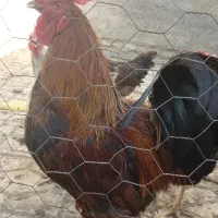 خروس