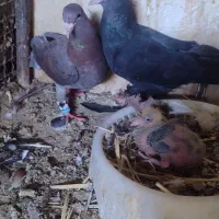 نروماده زاغ و لاکی با جوجه