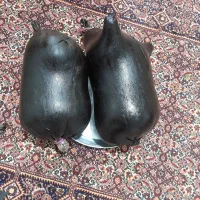 دوعدد هیزه سالم