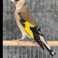 سهره