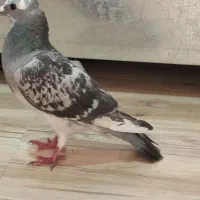 کفتر