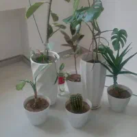 شش عدد گل  همه شون باهم ۳میلیون تومن