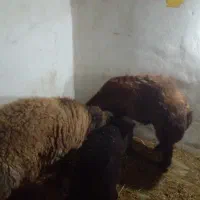 بره نر چاق