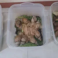 پک پروش حلزون نژاد دار جوانساز و کار در منزل