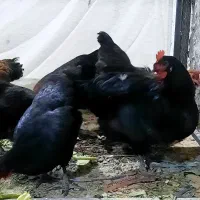 ۶ تا مرغ رسمی و مرغ سیاه تخم گذار