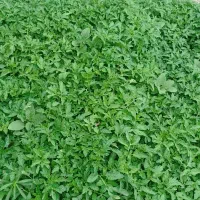 نهال‌‌گوجه‌سه‌حلقه‌آمریکای